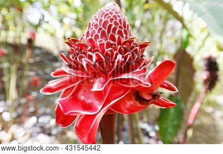 The Torch Ginger Flower, Seen In Martinique, French West Indies.