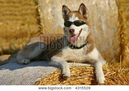 Cool Siperianhusky