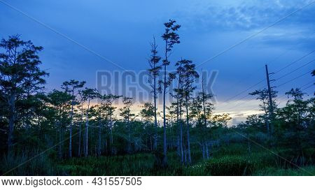 Dawn In The South Florida Swamp