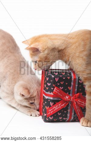 Two Kittens White And Gignger Playing With A Gift Box On The White Background