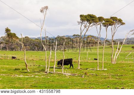 Wind-swept Pastures - Bay Of Fires, Tasmania, Australia