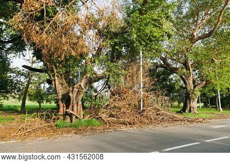 Super Cyclone Amphan Uprooted Tree Which Fell And Blocked Pavement. The Devastation Has Made Many Tr