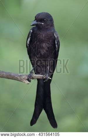 Close Up Of A Beautiful Indian Black Drongo Bird, This Bird Sit On A Branch