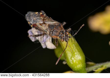 Adult Scentless Plant Bug Of The Subfamily Rhopalinae