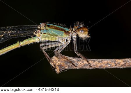 Adult Narrow-winged Damselfly Of The Family Coenagrionidae