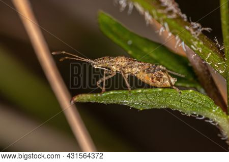 Adult Scentless Plant Bug Of The Genus Harmostes