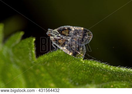 Adult Small Planthopper Of The Genus Bothriocera