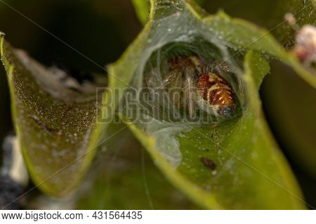 Small Jumping Spider Of The Genus Frigga