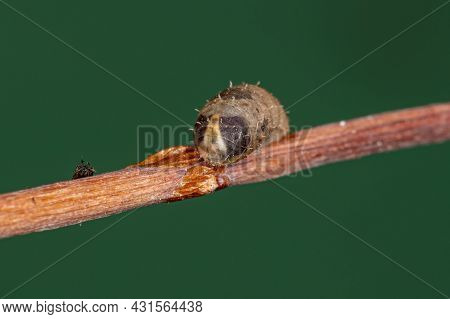 Small Hover Fly Pupa Of The Genus Dioprosopa
