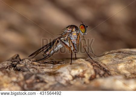 Adult Long-legged Fly Of The Family Dolichopodidae