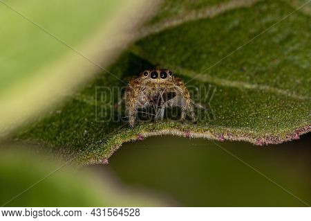 Small Jumping Spider Of The Subtribe Dendryphantina Preying On A Mosquito