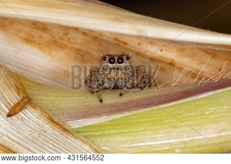 Adult Female Jumping Spider Of The Subtribe Dendryphantina