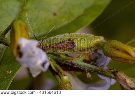 Typical Leafhopper Nymph Of The Tribe Gyponini