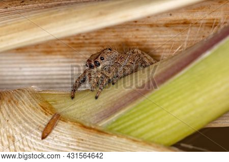Adult Female Jumping Spider Of The Subtribe Dendryphantina