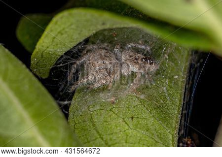 Small Jumping Spider Of The Subtribe Dendryphantina