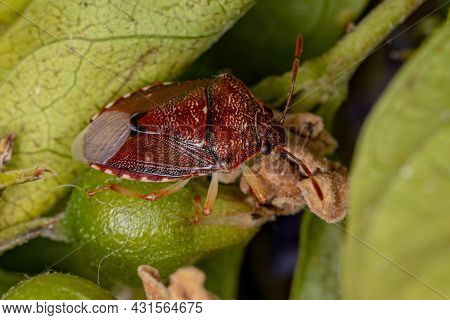 Adult Stink Bug Of The Family Pentatomidae