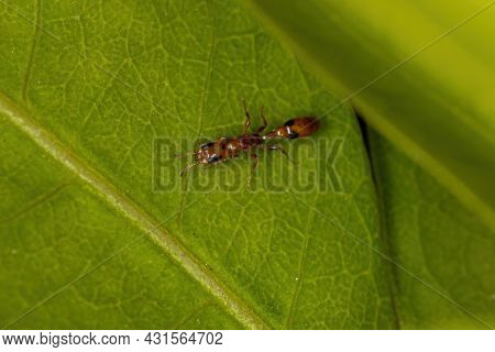 Adult Twig Ant Of The Genus Pseudomyrmex