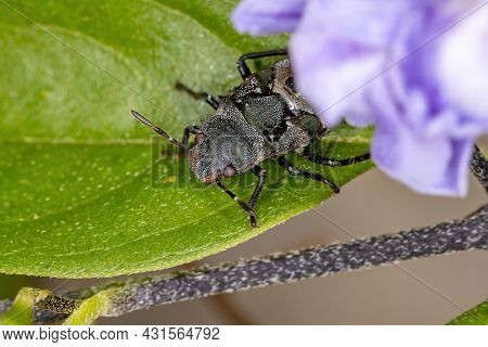 Stink Bug Nymph Of The Family Pentatomidae That Mimics Cephalotes Tortoise Ants