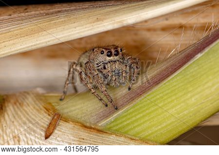 Adult Female Jumping Spider Of The Subtribe Dendryphantina