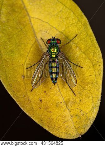 Adult Long-legged Fly Of The Family Dolichopodidae