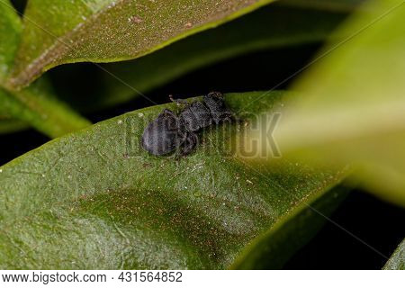 Small Adult Black Turtle Ant Of The Genus Cephalotes