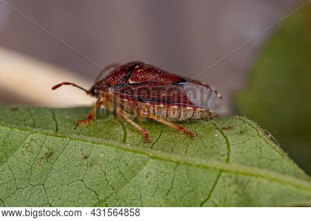 Adult Stink Bug Of The Family Pentatomidae