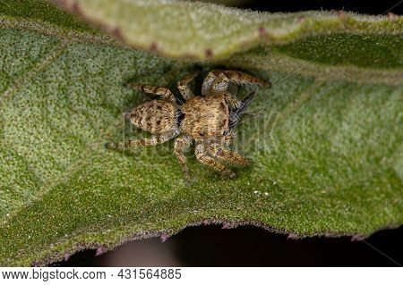 Small Jumping Spider Of The Subtribe Dendryphantina Preying On A Mosquito