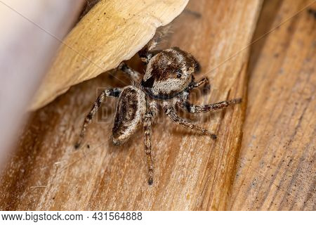 Adult Male Jumping Spider Of The Subtribe Dendryphantina Preying On A Insect