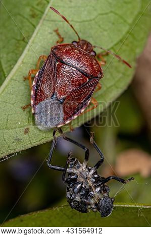 Adult Stink Bug Of The Family Pentatomidae