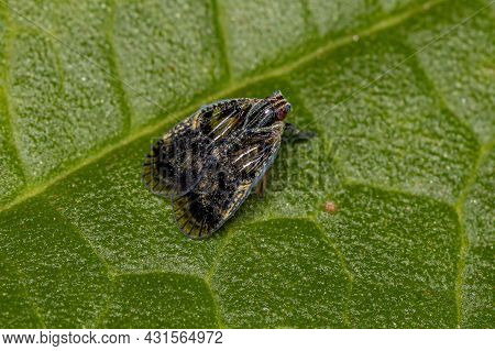 Adult Small Planthopper Of The Genus Bothriocera