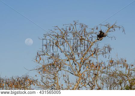 Fabaceous Tree In The Late Afternoon With The Moon In The Clear Blue Sky And Two Black Vulture Of Th