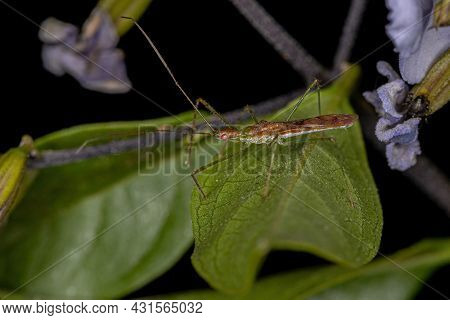 Adult Assassin Bug Of The Tribe Harpactorini
