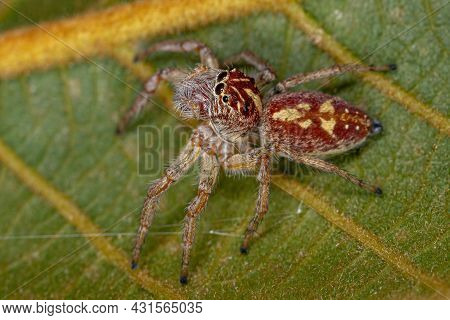 Adult Female Jumping Spider Of The Genus Frigga