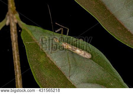 Adult Assassin Bug Of The Tribe Harpactorini