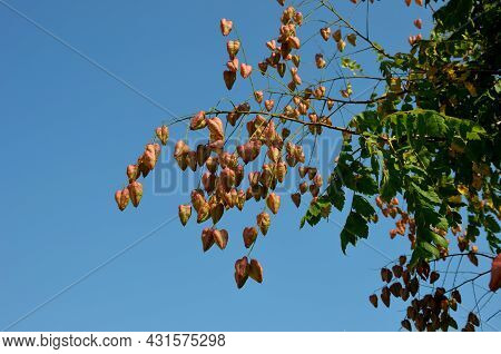 It Sprouts Bronze-pink, Has A Fresh Green Color In Summer And Turns Fiery Orange In Autumn And Then 