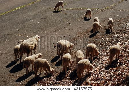 fåreflok