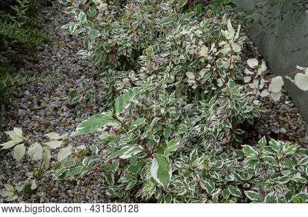 Bold White Edges Of The Leaves, Which Add To The Attractiveness Of The Tree Throughout The Season. D