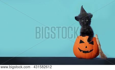 Happy Halloween background. Black little funny  kitten sitting in Halloween Jack-O-Latern 