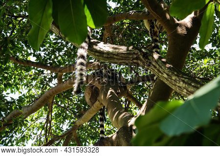 Portrait Of The Ring-tailed Lemur Lemur Catta Aka King Julien In Anja Community Reserve ,manambolo, 