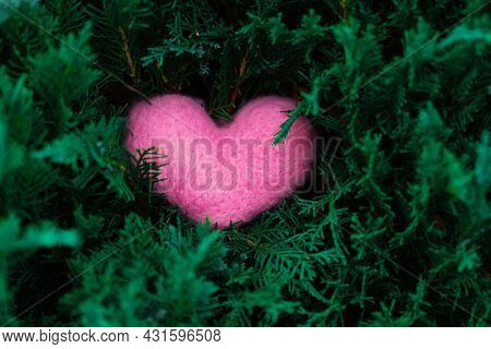Pink Woolen Heart On The Juniper Or Tuya Branches