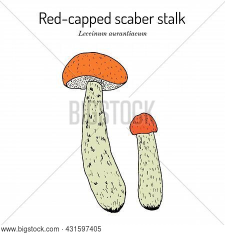 Red-capped Scaber Stalk Leccinum Aurantiacum , Edible Mushroom. Hand Drawn Botanical Vector Illustra