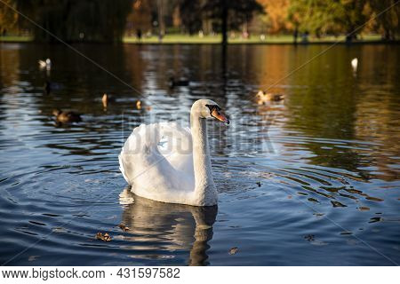 Portrait Of A White Swan In Autumn. White Brid Swims On The Lake.