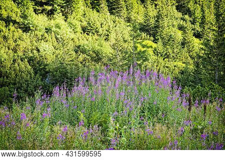 Rackova Valley, Western Tatras Mountains, Slovak Republic. Hiking Theme.
