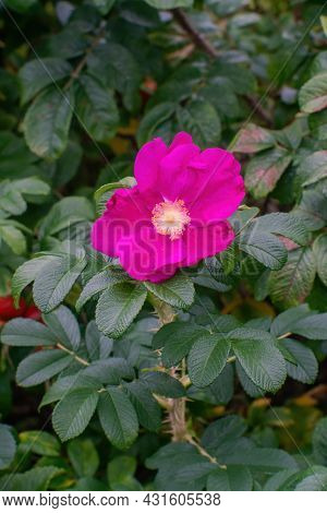 Rose hip (rose haw, rose hep) bush with fruits in autumn. Close view.