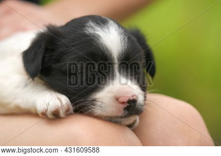 Close Up Of A Woman Holding Small Puppy On Her Lap.