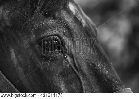 Horse Eye Closeup In Black And White