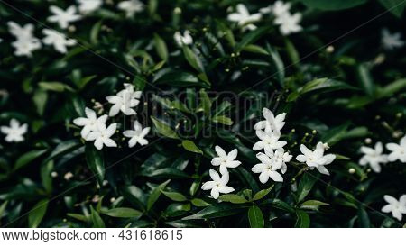 Gerdenia Crape Jasmine With Green Leaves Background. Selective Focus.
