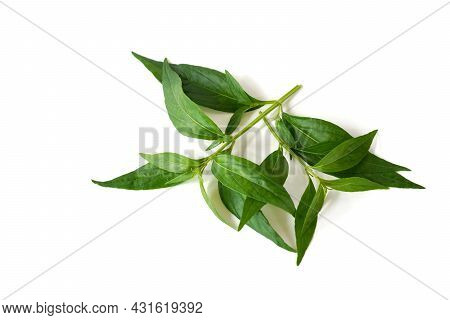 Andrographis Paniculata (burm.f.) Nees On A White Background Is A Bitter Thai Herbal Remedy Used To
