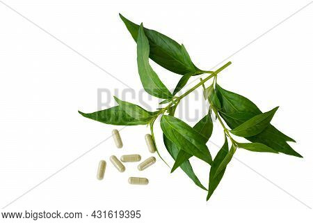 Andrographis Paniculata (burm.f.) Nees And Pill Capsule Isolated On A White Background Is A Bitter T