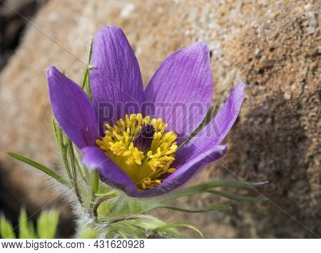 Beatiful Close Up Pulsatilla Pratensis. Violet Flower Small Pasque Flower, Prairie Crocus, And Cutle